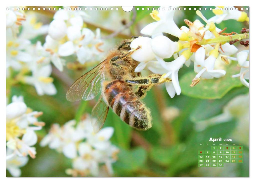 Weitere Ansicht: Ein Leben für den Honig - Bienen und Imker (Wandkalender 2026 DIN A3 quer), CALVENDO Monatskalender | CALVENDO CALVENDO, Calvendo