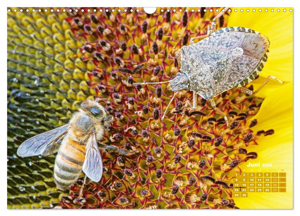 Weitere Ansicht: Ein Leben für den Honig - Bienen und Imker (Wandkalender 2026 DIN A3 quer), CALVENDO Monatskalender | CALVENDO CALVENDO, Calvendo
