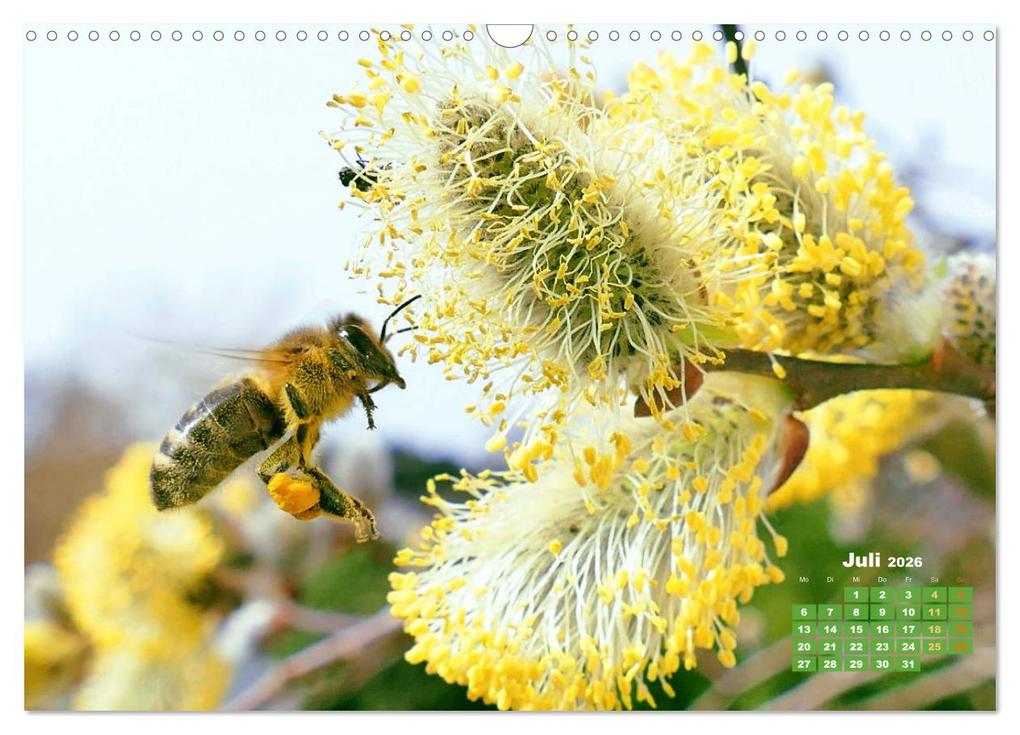 Weitere Ansicht: Ein Leben für den Honig - Bienen und Imker (Wandkalender 2026 DIN A3 quer), CALVENDO Monatskalender | CALVENDO CALVENDO, Calvendo