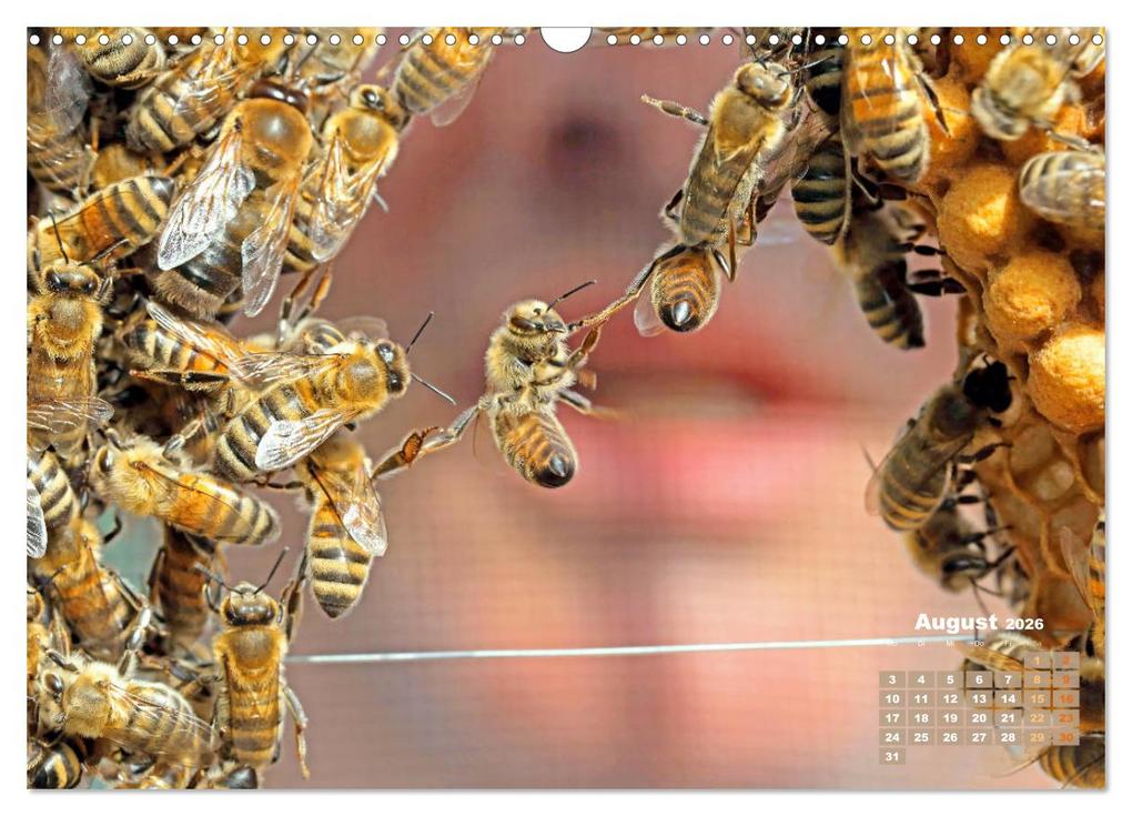 Weitere Ansicht: Ein Leben für den Honig - Bienen und Imker (Wandkalender 2026 DIN A3 quer), CALVENDO Monatskalender | CALVENDO CALVENDO, Calvendo