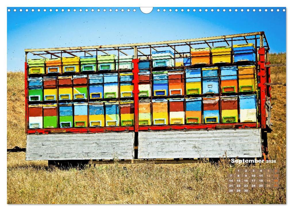 Weitere Ansicht: Ein Leben für den Honig - Bienen und Imker (Wandkalender 2026 DIN A3 quer), CALVENDO Monatskalender | CALVENDO CALVENDO, Calvendo