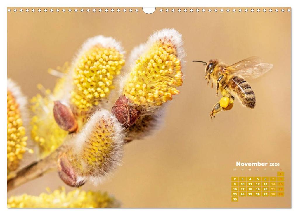 Weitere Ansicht: Ein Leben für den Honig - Bienen und Imker (Wandkalender 2026 DIN A3 quer), CALVENDO Monatskalender | CALVENDO CALVENDO, Calvendo