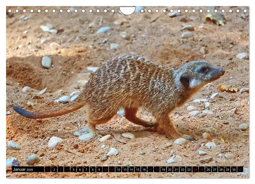 Weitere Ansicht: Lustige Erdmännchen (Wandkalender 2026 DIN A4 quer), CALVENDO Monatskalender | Kattobello Kattobello, Calvendo, Kattobello