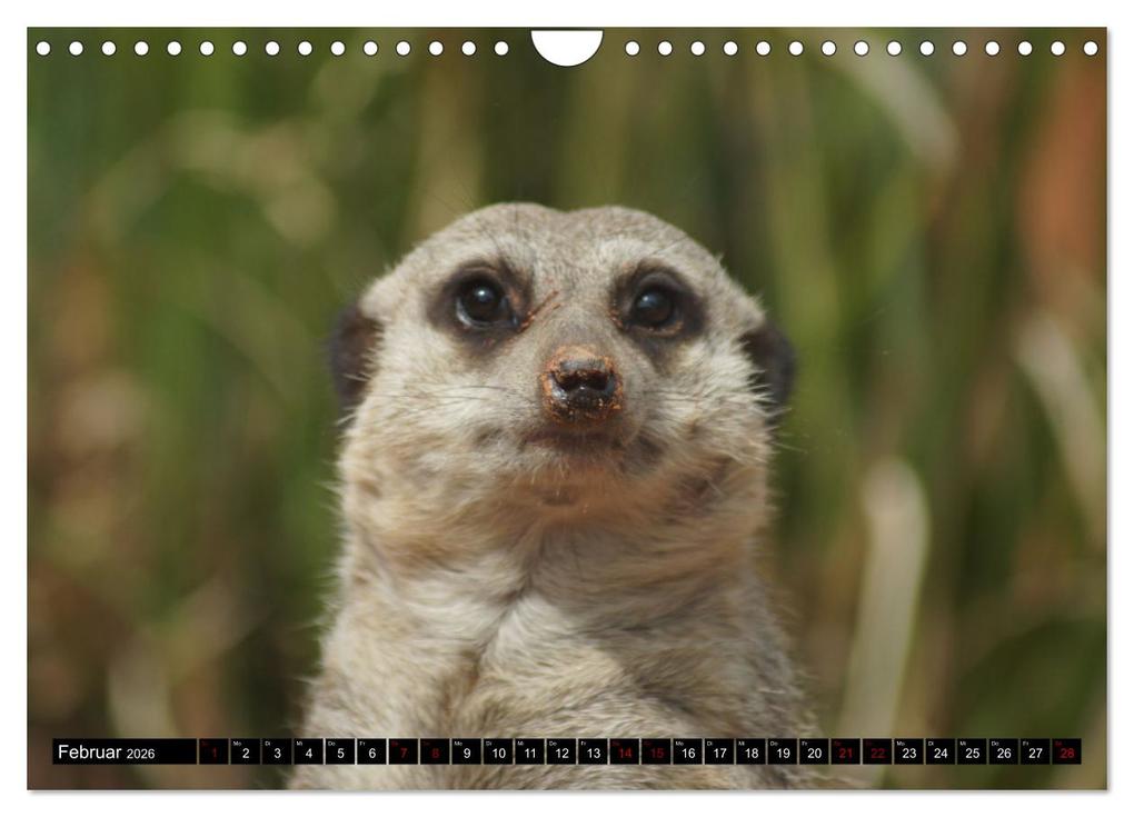 Weitere Ansicht: Lustige Erdmännchen (Wandkalender 2026 DIN A4 quer), CALVENDO Monatskalender | Kattobello Kattobello, Calvendo, Kattobello