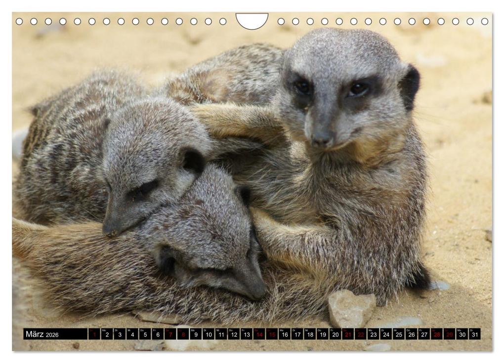 Weitere Ansicht: Lustige Erdmännchen (Wandkalender 2026 DIN A4 quer), CALVENDO Monatskalender | Kattobello Kattobello, Calvendo, Kattobello