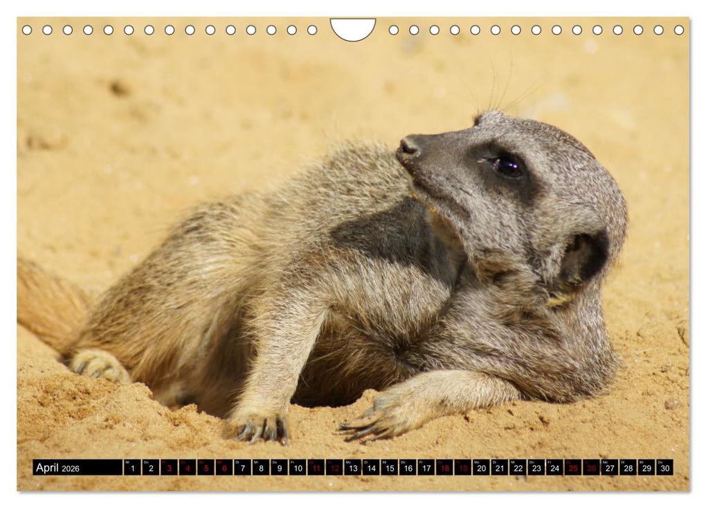 Weitere Ansicht: Lustige Erdmännchen (Wandkalender 2026 DIN A4 quer), CALVENDO Monatskalender | Kattobello Kattobello, Calvendo, Kattobello