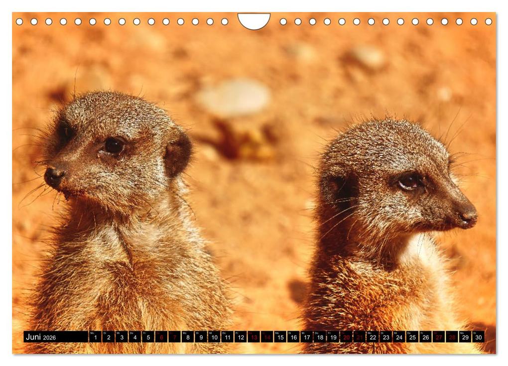 Weitere Ansicht: Lustige Erdmännchen (Wandkalender 2026 DIN A4 quer), CALVENDO Monatskalender | Kattobello Kattobello, Calvendo, Kattobello