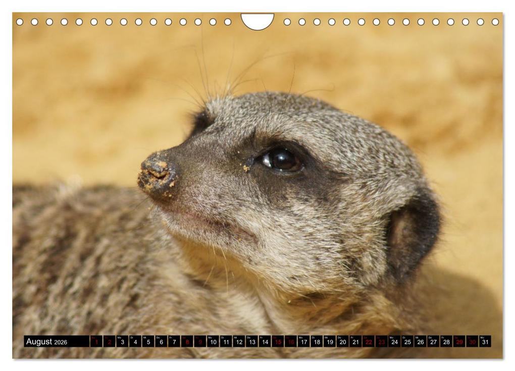 Weitere Ansicht: Lustige Erdmännchen (Wandkalender 2026 DIN A4 quer), CALVENDO Monatskalender | Kattobello Kattobello, Calvendo, Kattobello