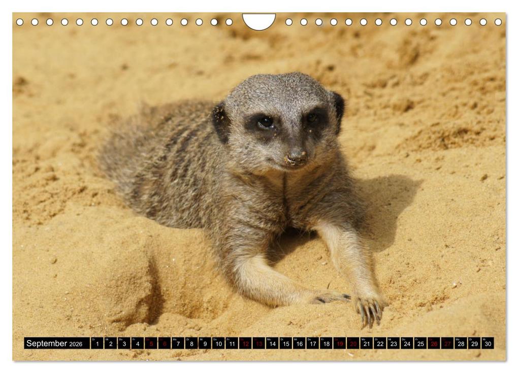 Weitere Ansicht: Lustige Erdmännchen (Wandkalender 2026 DIN A4 quer), CALVENDO Monatskalender | Kattobello Kattobello, Calvendo, Kattobello