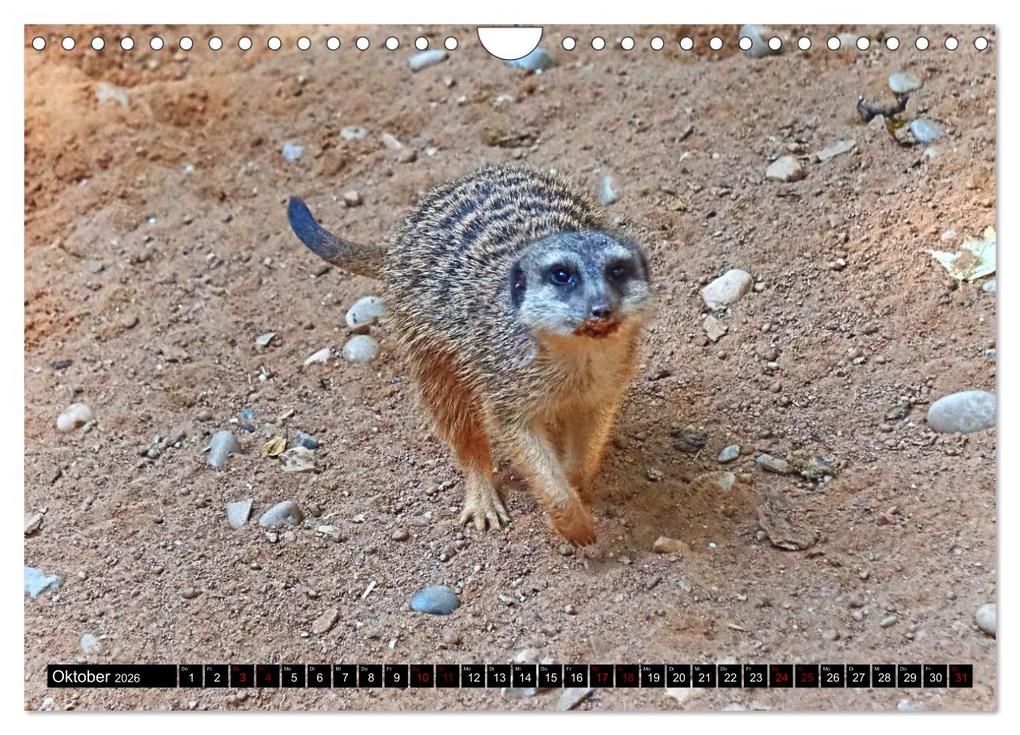Weitere Ansicht: Lustige Erdmännchen (Wandkalender 2026 DIN A4 quer), CALVENDO Monatskalender | Kattobello Kattobello, Calvendo, Kattobello