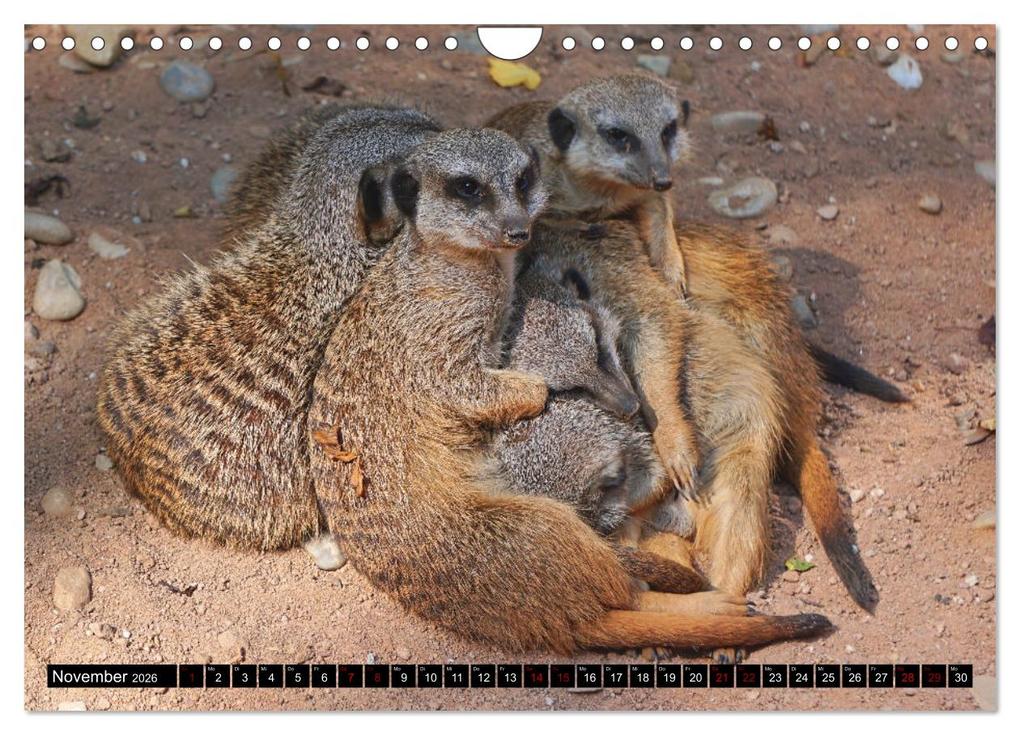 Weitere Ansicht: Lustige Erdmännchen (Wandkalender 2026 DIN A4 quer), CALVENDO Monatskalender | Kattobello Kattobello, Calvendo, Kattobello