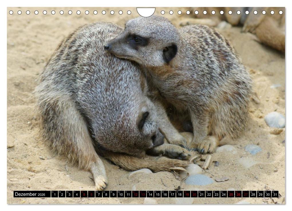 Weitere Ansicht: Lustige Erdmännchen (Wandkalender 2026 DIN A4 quer), CALVENDO Monatskalender | Kattobello Kattobello, Calvendo, Kattobello