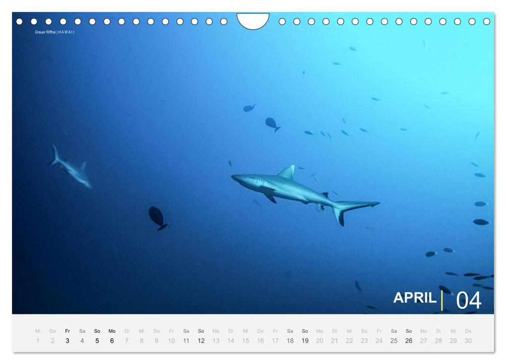 Weitere Ansicht: Einfach Tauchen - Wunderbare Tauchplätze und Korallenriffe (Wandkalender 2026 DIN A4 quer), CALVENDO Monatskalender | Christian Hubo feel4nature, Calvendo