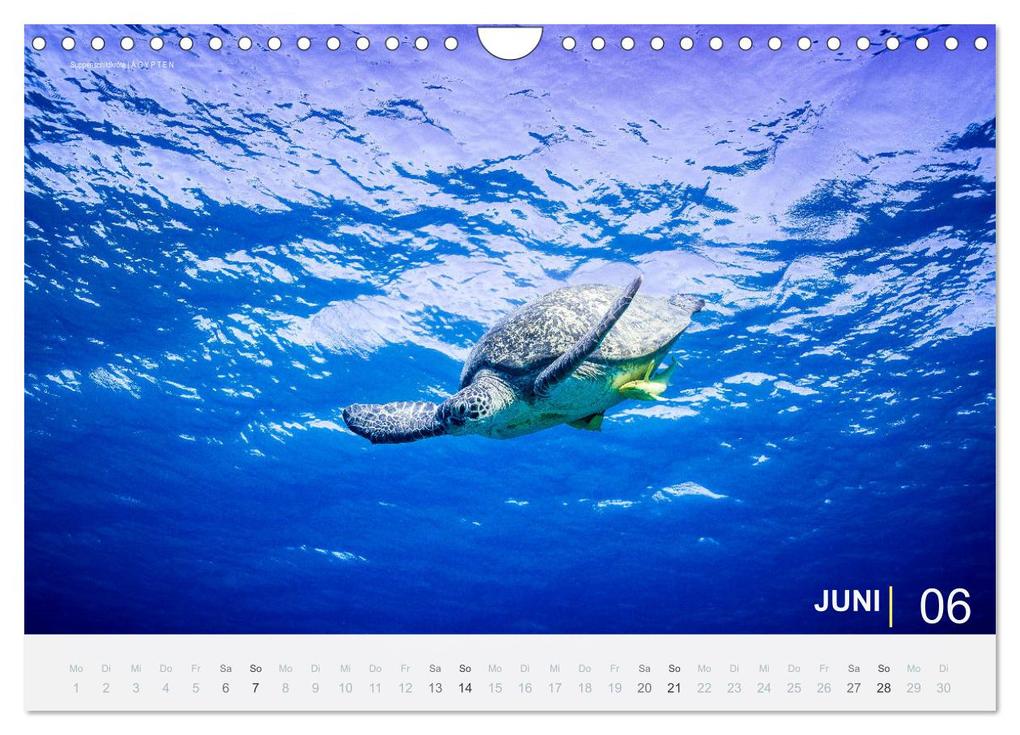 Weitere Ansicht: Einfach Tauchen - Wunderbare Tauchplätze und Korallenriffe (Wandkalender 2026 DIN A4 quer), CALVENDO Monatskalender | Christian Hubo feel4nature, Calvendo