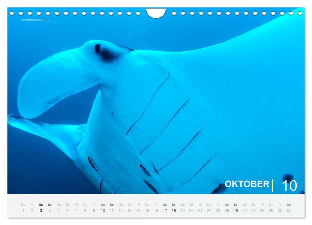 Weitere Ansicht: Einfach Tauchen - Wunderbare Tauchplätze und Korallenriffe (Wandkalender 2026 DIN A4 quer), CALVENDO Monatskalender | Christian Hubo feel4nature, Calvendo