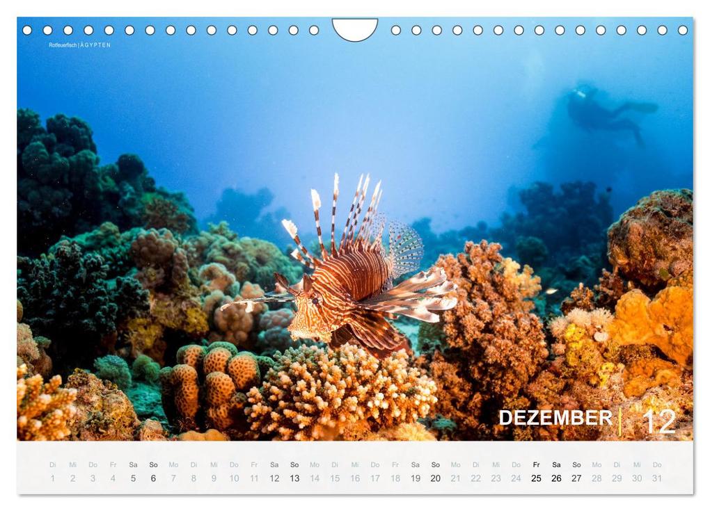 Weitere Ansicht: Einfach Tauchen - Wunderbare Tauchplätze und Korallenriffe (Wandkalender 2026 DIN A4 quer), CALVENDO Monatskalender | Christian Hubo feel4nature, Calvendo