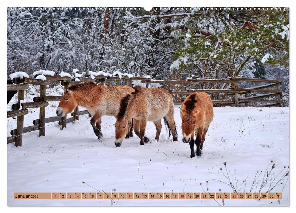 Weitere Ansicht: Komm mit Ausflugsziele rund um Augsburg (Wandkalender 2026 DIN A2 quer), CALVENDO Monatskalender | Monika Lutzenberger, Calvendo