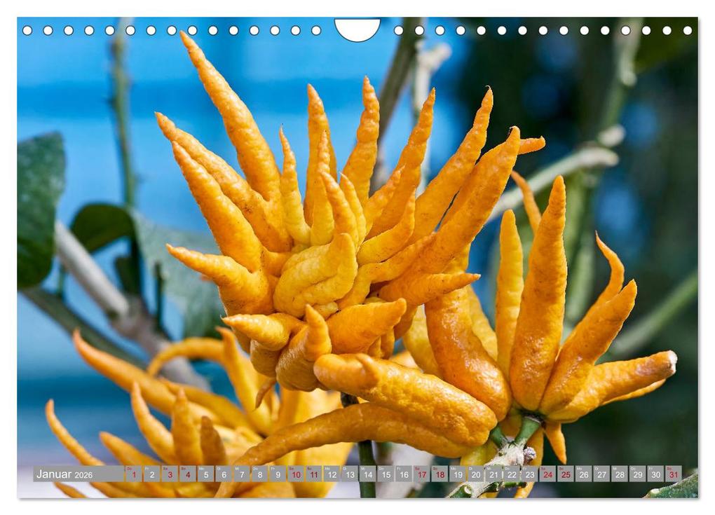 Weitere Ansicht: Bio Zitrus Garten (Wandkalender 2026 DIN A4 quer), CALVENDO Monatskalender | Martin Rauchenwald, Calvendo