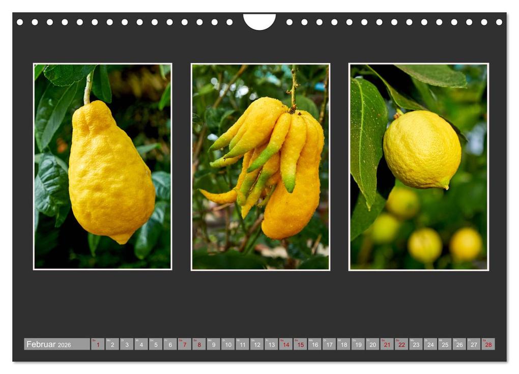Weitere Ansicht: Bio Zitrus Garten (Wandkalender 2026 DIN A4 quer), CALVENDO Monatskalender | Martin Rauchenwald, Calvendo
