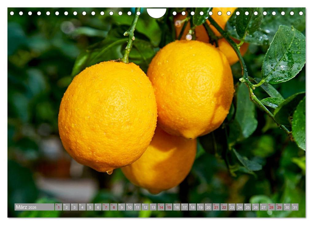 Weitere Ansicht: Bio Zitrus Garten (Wandkalender 2026 DIN A4 quer), CALVENDO Monatskalender | Martin Rauchenwald, Calvendo