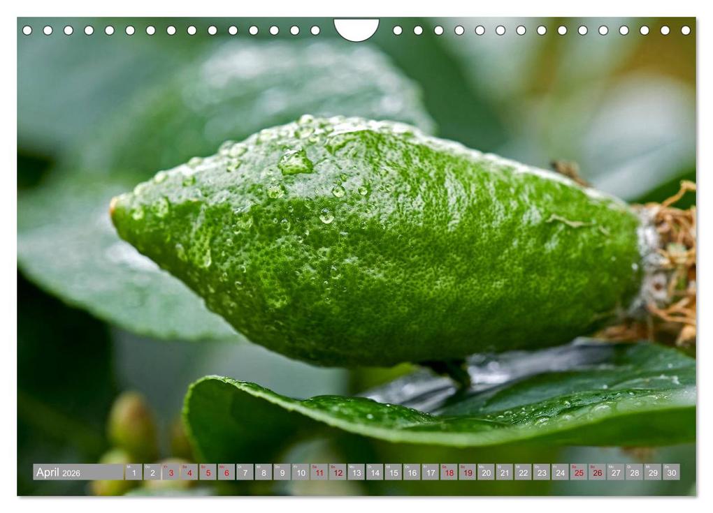 Weitere Ansicht: Bio Zitrus Garten (Wandkalender 2026 DIN A4 quer), CALVENDO Monatskalender | Martin Rauchenwald, Calvendo