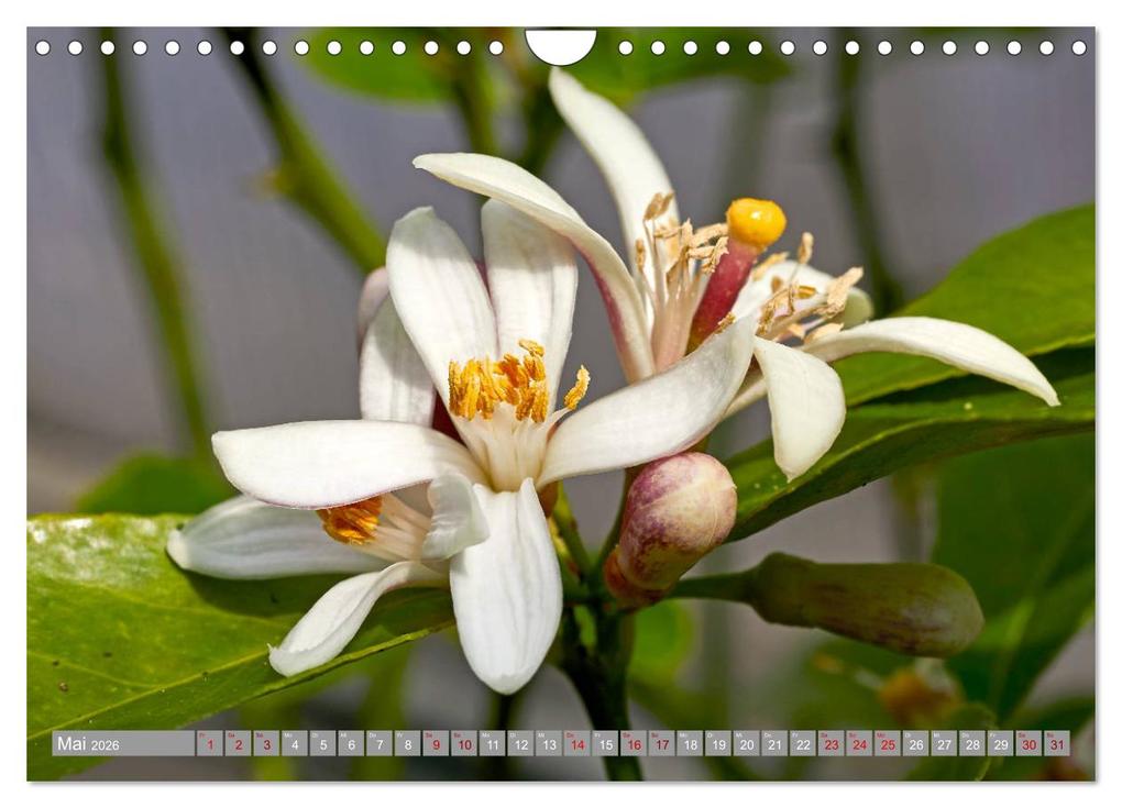 Weitere Ansicht: Bio Zitrus Garten (Wandkalender 2026 DIN A4 quer), CALVENDO Monatskalender | Martin Rauchenwald, Calvendo