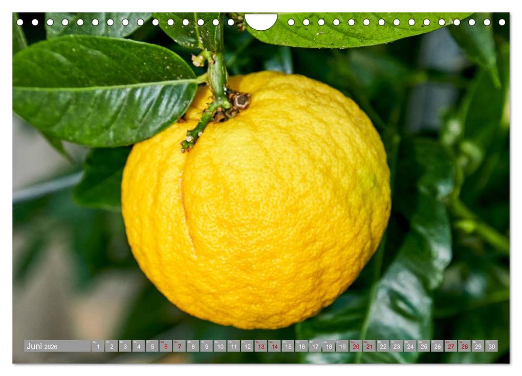 Weitere Ansicht: Bio Zitrus Garten (Wandkalender 2026 DIN A4 quer), CALVENDO Monatskalender | Martin Rauchenwald, Calvendo