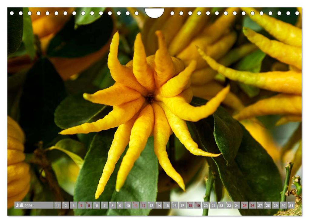 Weitere Ansicht: Bio Zitrus Garten (Wandkalender 2026 DIN A4 quer), CALVENDO Monatskalender | Martin Rauchenwald, Calvendo