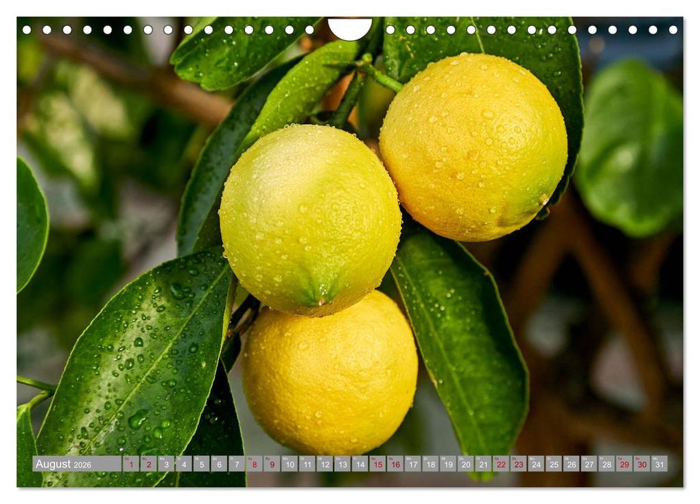 Weitere Ansicht: Bio Zitrus Garten (Wandkalender 2026 DIN A4 quer), CALVENDO Monatskalender | Martin Rauchenwald, Calvendo
