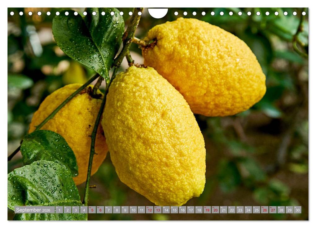 Weitere Ansicht: Bio Zitrus Garten (Wandkalender 2026 DIN A4 quer), CALVENDO Monatskalender | Martin Rauchenwald, Calvendo