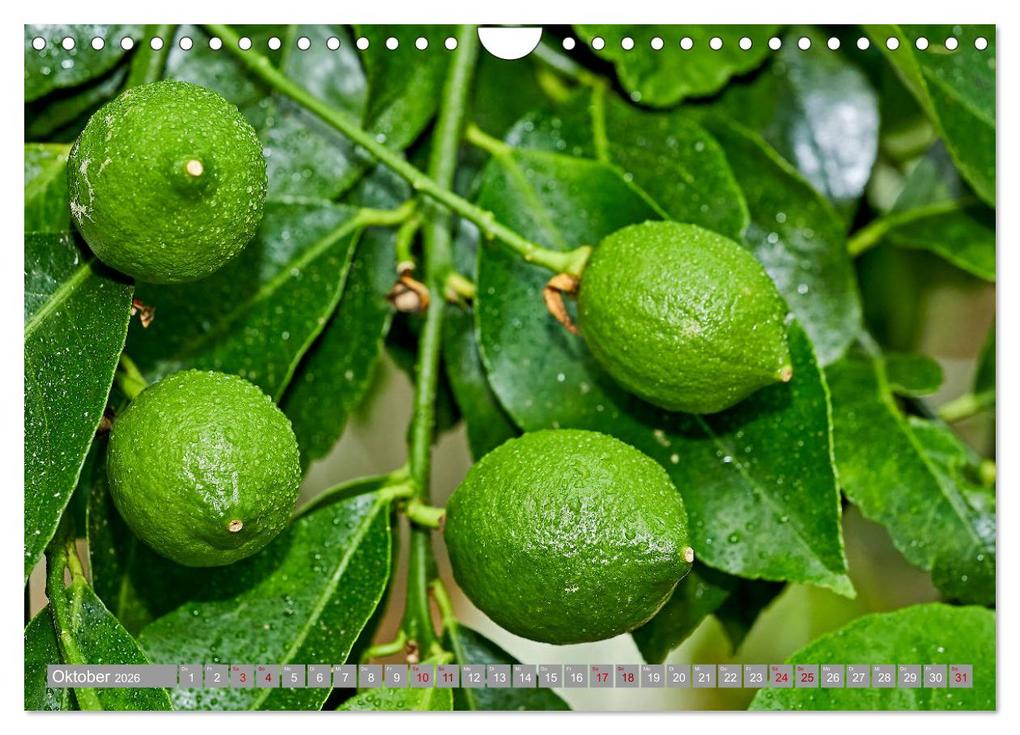 Weitere Ansicht: Bio Zitrus Garten (Wandkalender 2026 DIN A4 quer), CALVENDO Monatskalender | Martin Rauchenwald, Calvendo