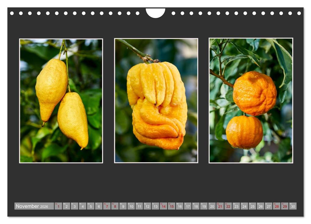 Weitere Ansicht: Bio Zitrus Garten (Wandkalender 2026 DIN A4 quer), CALVENDO Monatskalender | Martin Rauchenwald, Calvendo