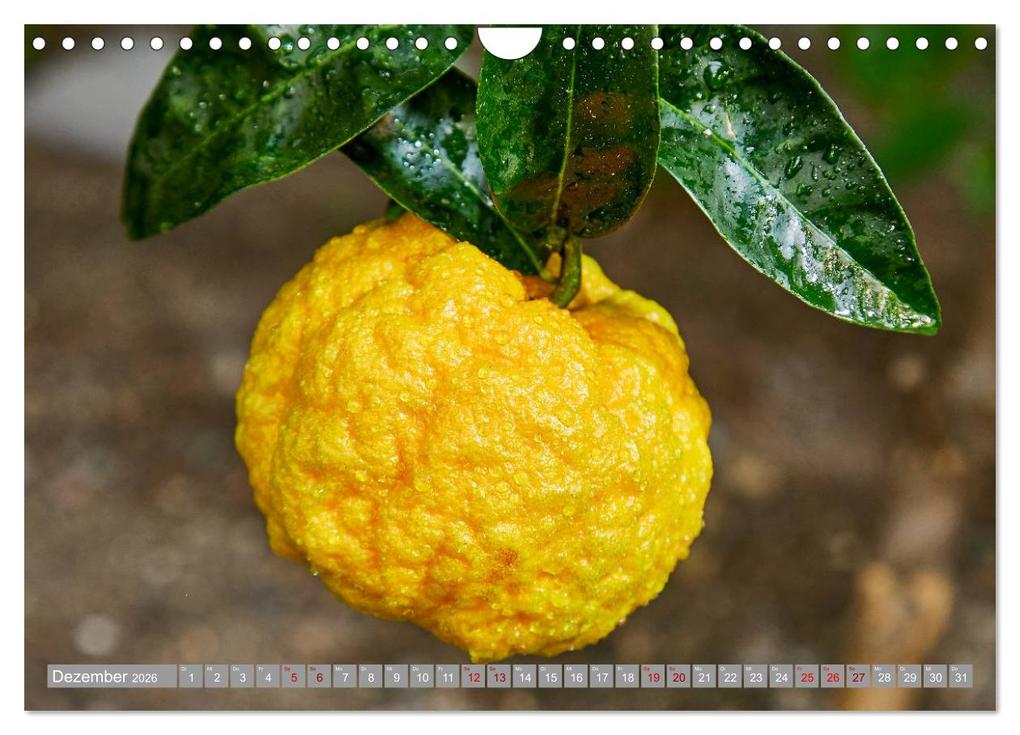 Weitere Ansicht: Bio Zitrus Garten (Wandkalender 2026 DIN A4 quer), CALVENDO Monatskalender | Martin Rauchenwald, Calvendo