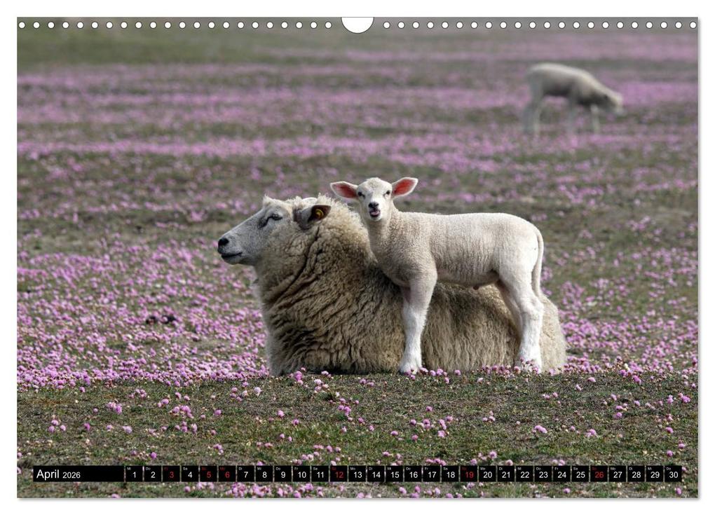 Weitere Ansicht: Sylt ist Meer (Wandkalender 2026 DIN A3 quer), CALVENDO Monatskalender | Bodo Balzer, Calvendo