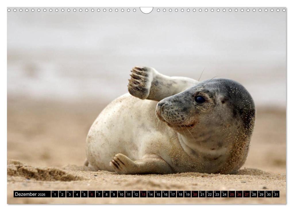 Weitere Ansicht: Sylt ist Meer (Wandkalender 2026 DIN A3 quer), CALVENDO Monatskalender | Bodo Balzer, Calvendo
