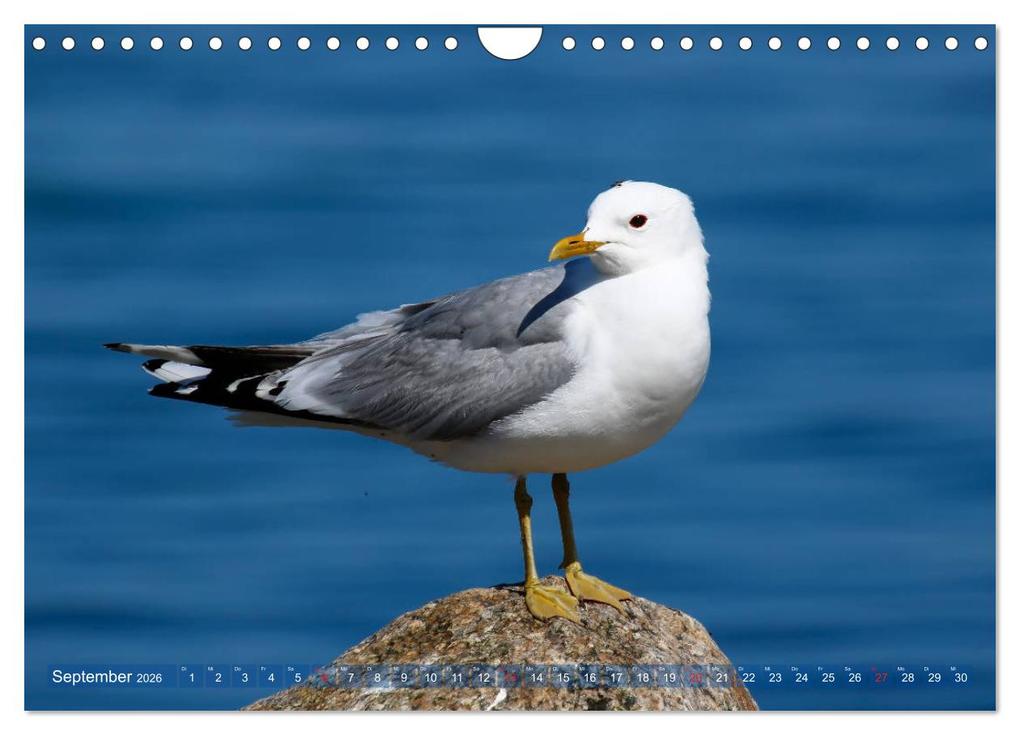 Weitere Ansicht: Kappeln und die Schlei (Wandkalender 2026 DIN A4 quer), CALVENDO Monatskalender | Ute Jackisch, Calvendo
