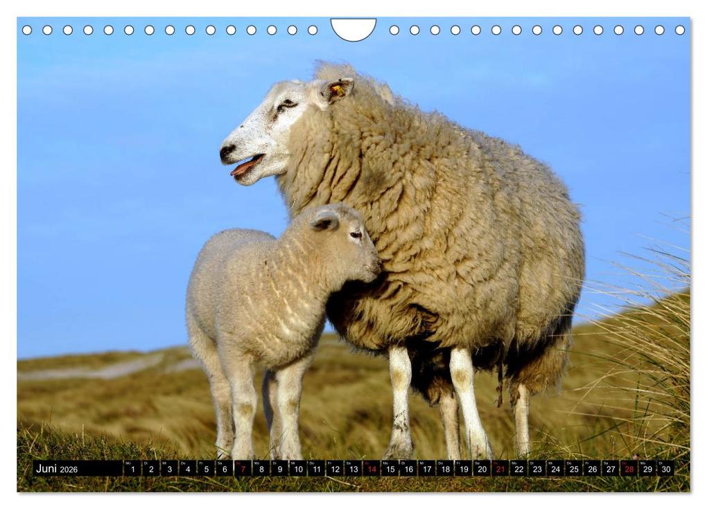 Weitere Ansicht: Sylt ist Meer (Wandkalender 2026 DIN A4 quer), CALVENDO Monatskalender | Bodo Balzer, Calvendo