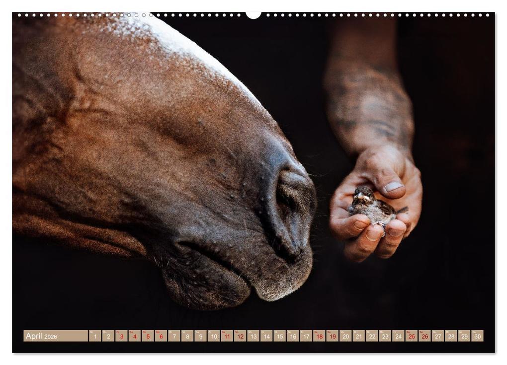 Weitere Ansicht: Seelenglück Kalender - Pferde - Charakter, Stärke, Weisheit (Wandkalender 2026 DIN A2 quer), CALVENDO Monatskalender | Calvendo, Saskia Katharina Siebel Sensiebelfotografie