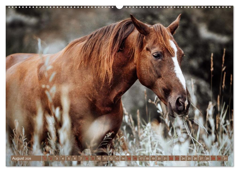 Weitere Ansicht: Seelenglück Kalender - Pferde - Charakter, Stärke, Weisheit (Wandkalender 2026 DIN A2 quer), CALVENDO Monatskalender | Calvendo, Saskia Katharina Siebel Sensiebelfotografie