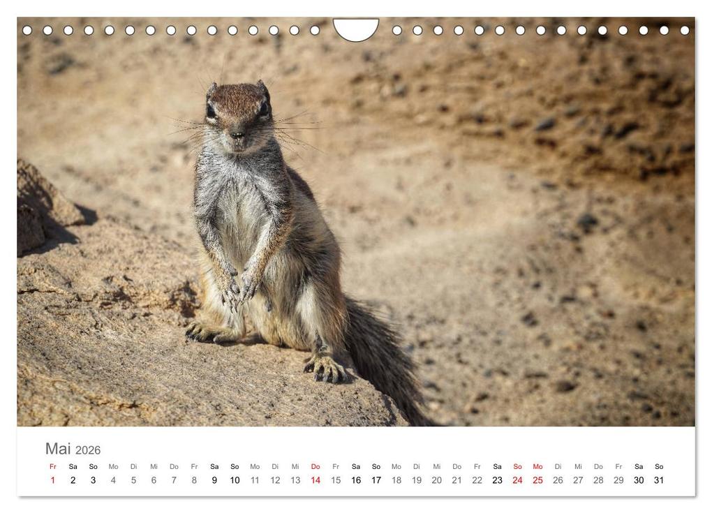 Weitere Ansicht: Fuerteventura - die Wüsteninsel der Kanaren (Wandkalender 2026 DIN A4 quer), CALVENDO Monatskalender | Franziska Hoppe, Calvendo