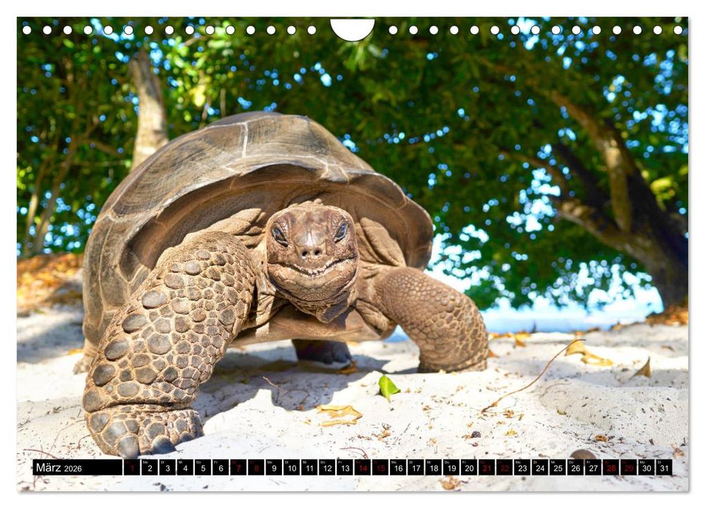 Weitere Ansicht: Seychellen Inselblicke (Wandkalender 2026 DIN A4 quer), CALVENDO Monatskalender | Jenny Sturm, Calvendo