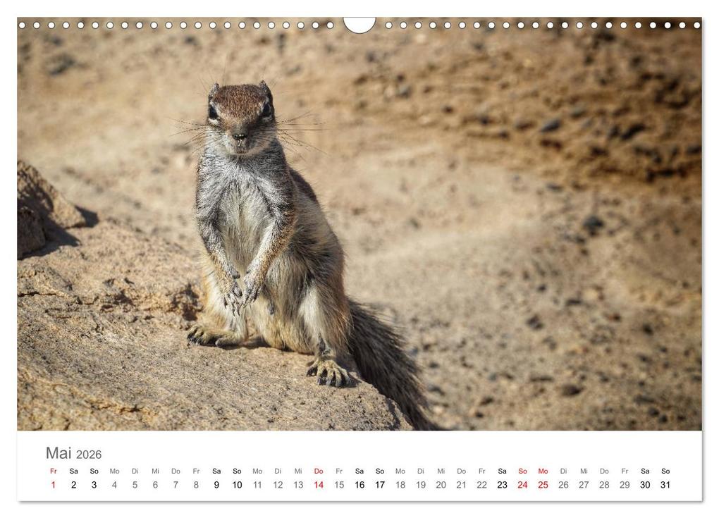 Weitere Ansicht: Fuerteventura - die Wüsteninsel der Kanaren (Wandkalender 2026 DIN A3 quer), CALVENDO Monatskalender | Franziska Hoppe, Calvendo