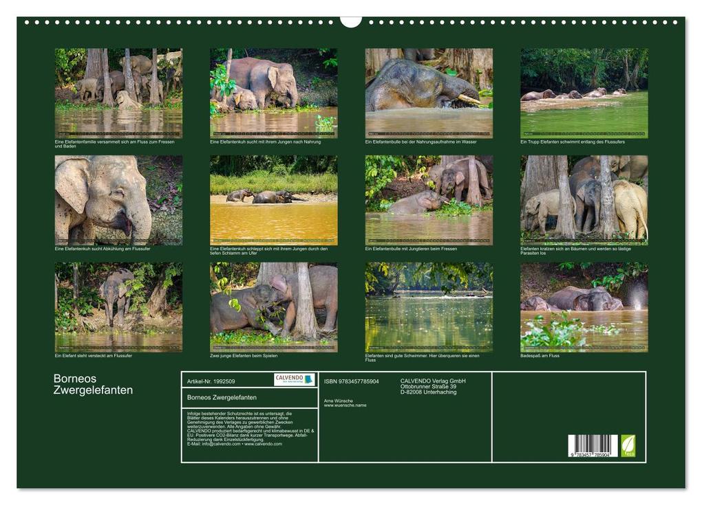 Weitere Ansicht: Borneos Zwergelefanten (Wandkalender 2026 DIN A2 quer), CALVENDO Monatskalender | Arne Wünsche, Calvendo