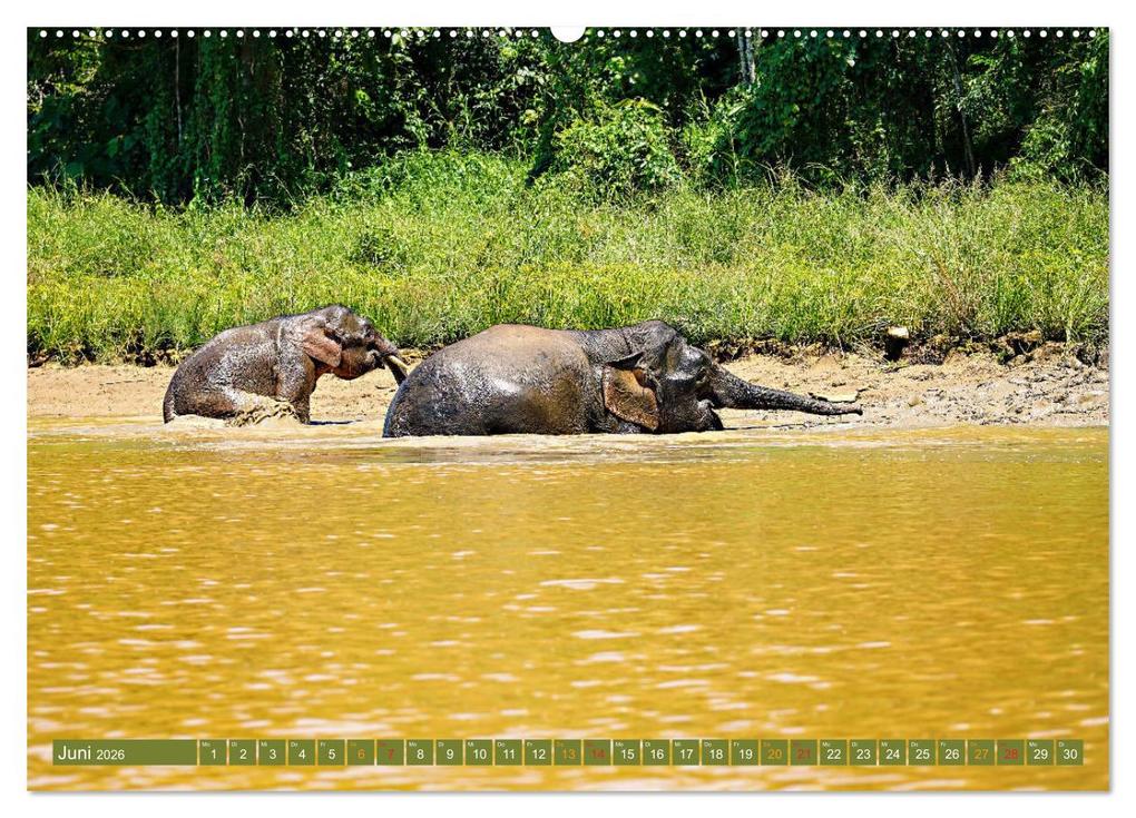 Weitere Ansicht: Borneos Zwergelefanten (Wandkalender 2026 DIN A2 quer), CALVENDO Monatskalender | Arne Wünsche, Calvendo