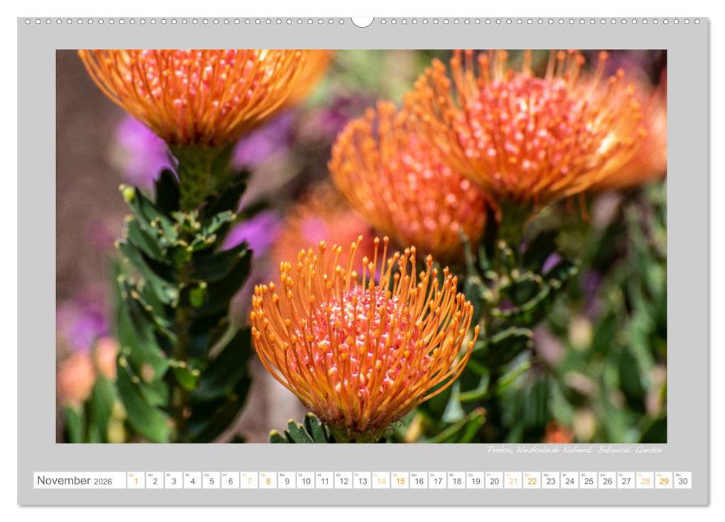 Weitere Ansicht: Sehnsuchtsort Kapstadt (Wandkalender 2026 DIN A2 quer), CALVENDO Monatskalender | Calvendo, Jeanette Wüstehube