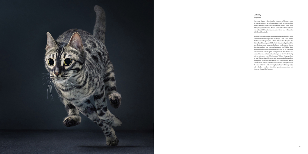 Weitere Ansicht: Katzen | Tim Flach