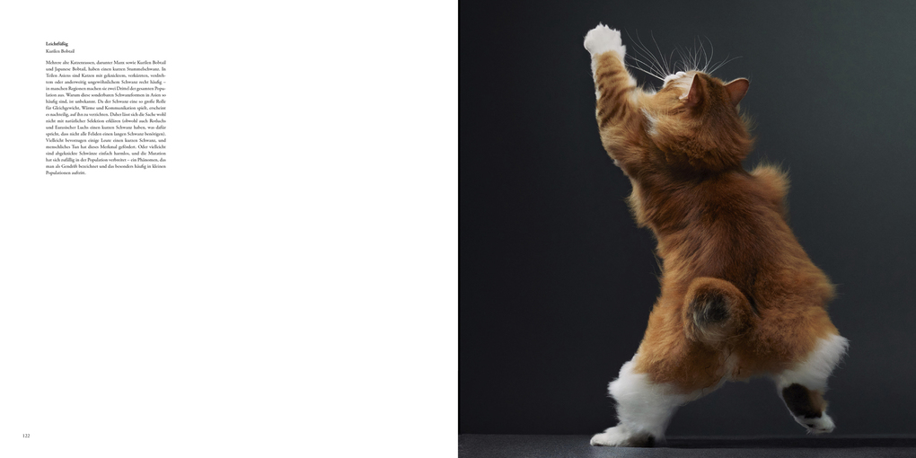 Weitere Ansicht: Katzen | Tim Flach