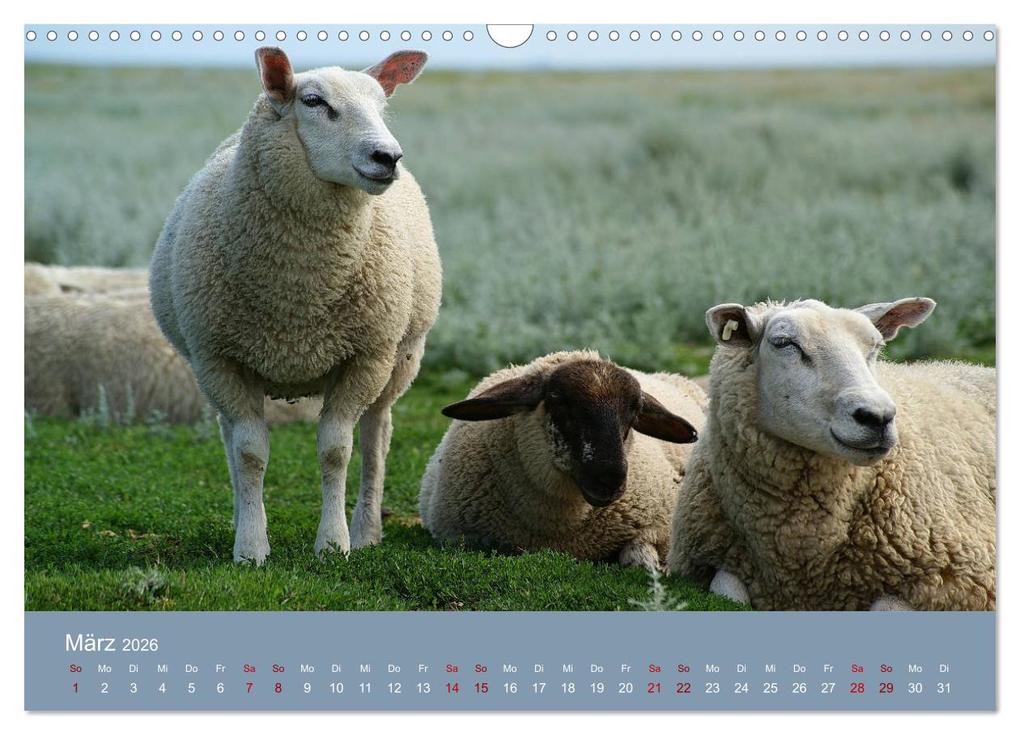 Weitere Ansicht: Westerhever (Wandkalender 2026 DIN A3 quer), CALVENDO Monatskalender | Martina Fornal, Calvendo