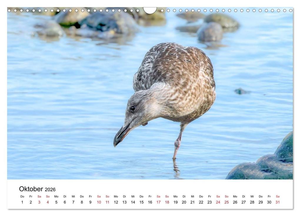 Weitere Ansicht: Wasservögel der Ostsee - Impressionen aus der Lübecker Bucht (Wandkalender 2026 DIN A3 quer), CALVENDO Monatskalender | Fotodesign Kathrin Lewandowski, Calvendo