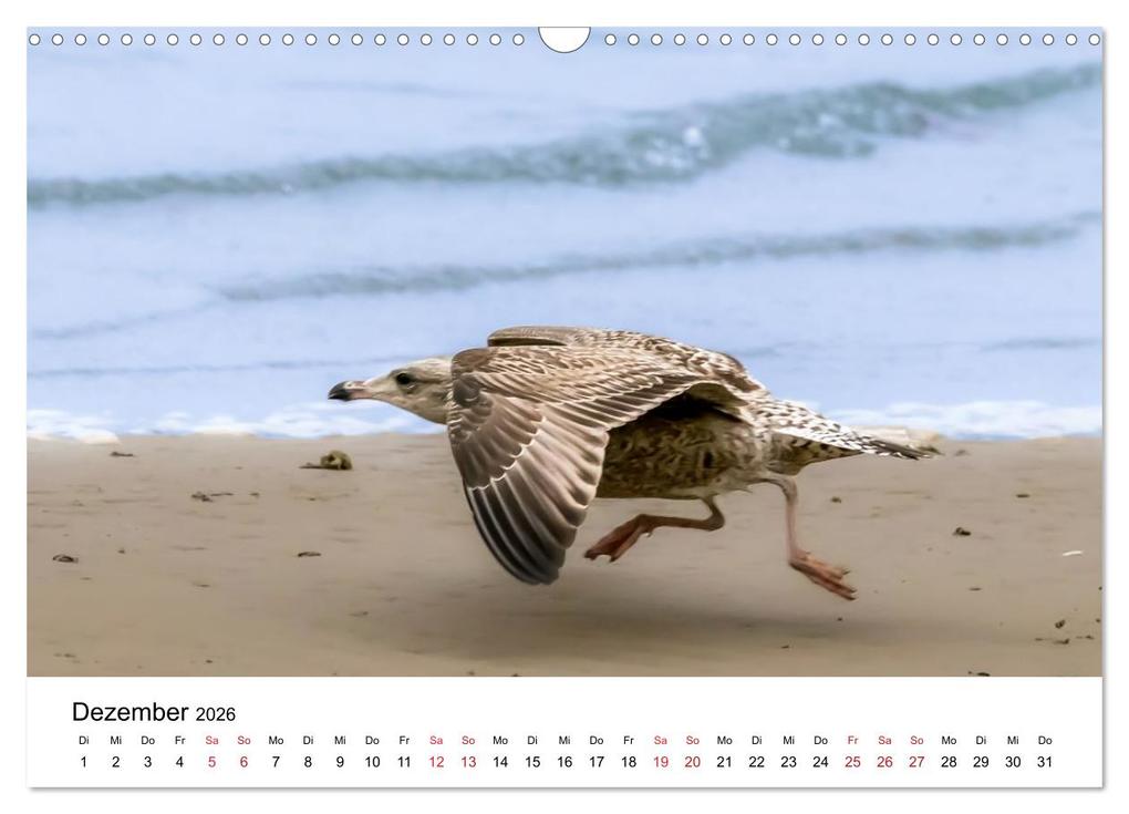 Weitere Ansicht: Wasservögel der Ostsee - Impressionen aus der Lübecker Bucht (Wandkalender 2026 DIN A3 quer), CALVENDO Monatskalender | Fotodesign Kathrin Lewandowski, Calvendo
